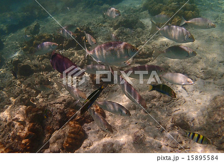 南国の水中イメージ 南国の水中イメージ 15895584