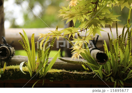 モミジとノキシノブ 15895677