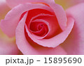 ピンクのバラ 15895690
