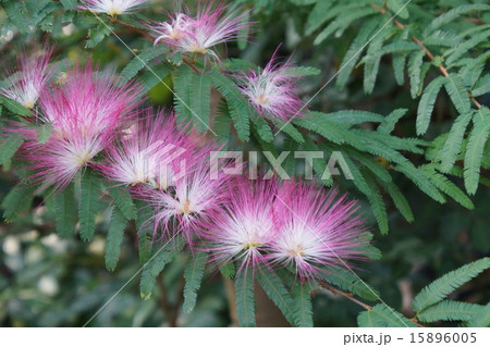 トキワネム 糸線状花 トキワネム 糸線状花 15896005