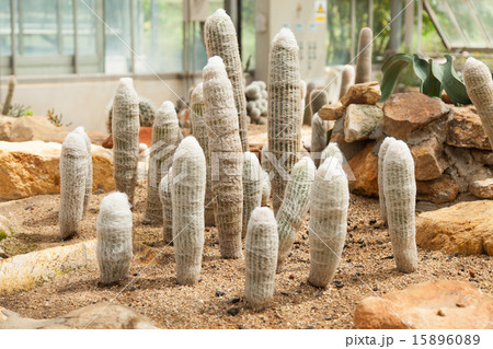 cactus cactus 15896089