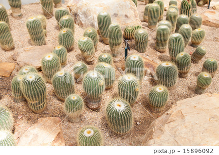 cactus cactus 15896092