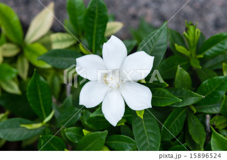 山梔子(クチナシ) 山梔子(クチナシ) 15896524