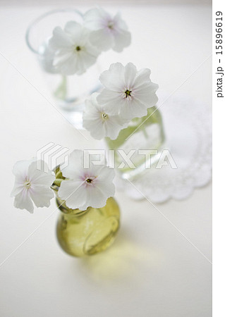 白いフランネルソウ 15896619