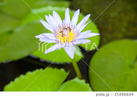 Lotus Lotus 15896684