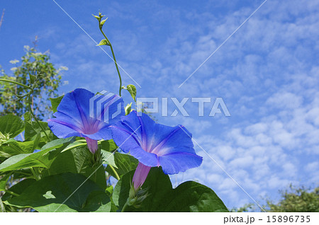 琉球アサガオ 琉球アサガオ 15896735