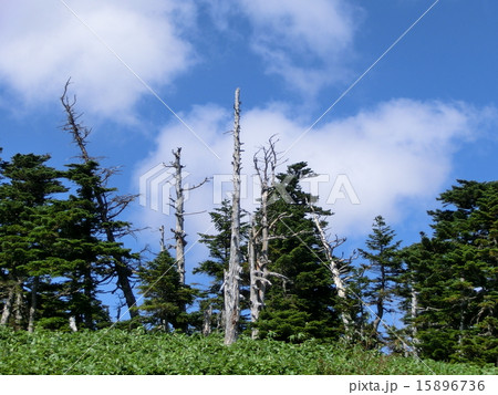 自然 自然 15896736