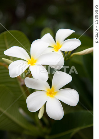 White flowers. White flowers. 15896895