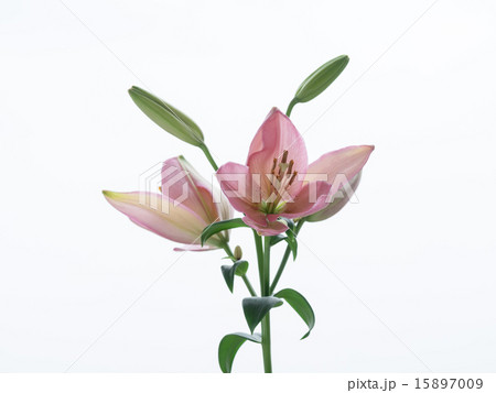 ピンクのスカシユリ ピンクのスカシユリ 15897009