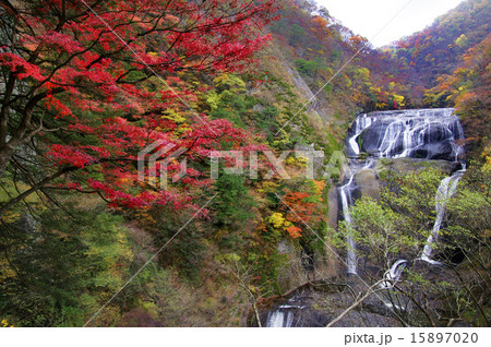 袋田の滝と紅葉 15897020