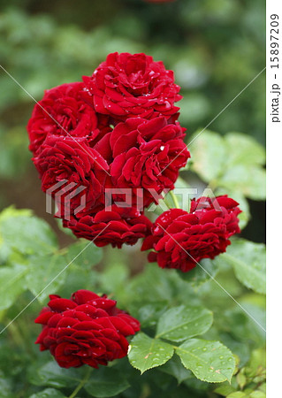 薔薇の花 ナイトタイム 薔薇の花 ナイトタイム 15897209