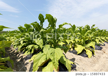 タバコ畑 15897433