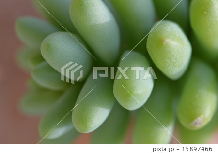 多肉植物2 多肉植物2 15897466