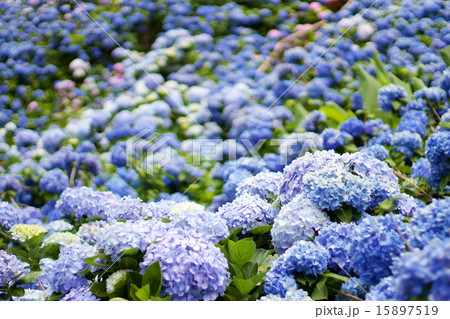 あじさい祭り 15897519