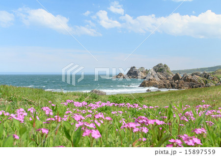 青森県八戸市　国立公園種差海岸の風景 15897559