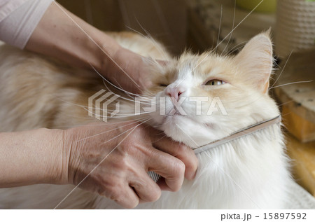 猫のコーミング 猫のコーミング 15897592