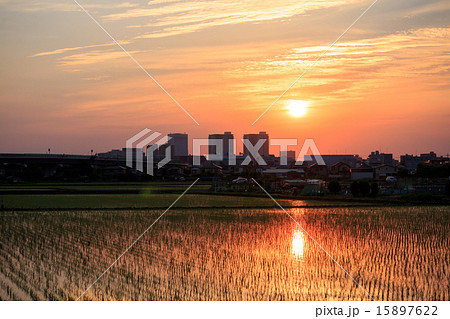見沼田んぼの夕景 見沼田んぼの夕景 15897622