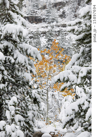 Pine trees with snow laden boughs, and a small aspen tree with vivid orange leaf colour.  15897694