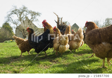 A small flock of hens in a paddock. A small flock of hens in a paddock. 15897700