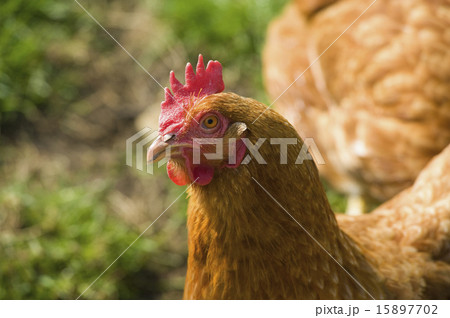 A hen, a chicken, close up of the head and coxcomb.  15897702