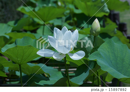 純白の蓮　白光蓮ビャッコウレン 15897892