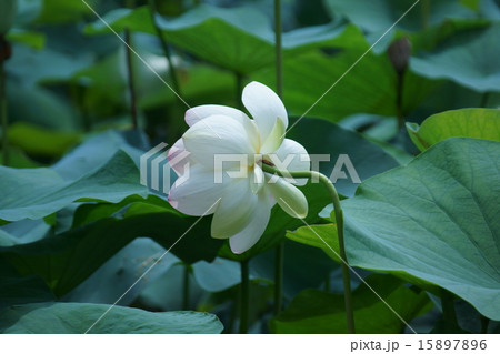 花びらの先がピンク色の蓮　舞妃蓮 (まいひれん） 15897896