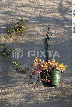 ハンギングプランター ハンギングプランター 15897934