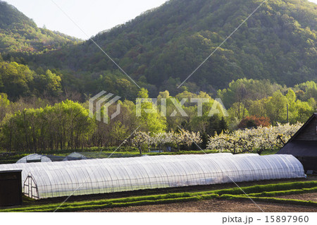 早春の農家 15897960