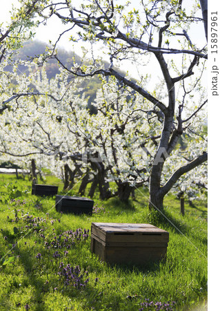 蜜蜂の巣箱 15897961