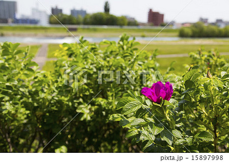 ハマナスの花 15897998