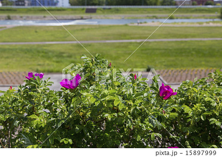 ハマナスの花 15897999