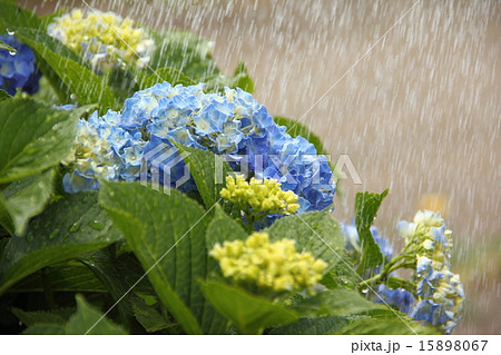 雨 雨 15898067