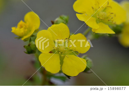 ミツバツチグリ 15898077