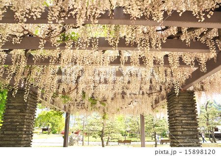白藤の花 白藤の花 15898120