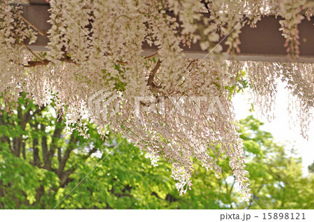 白藤の花 白藤の花 15898121