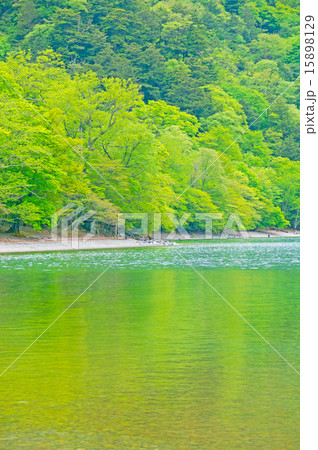 新緑の湖畔 新緑の湖畔 15898129