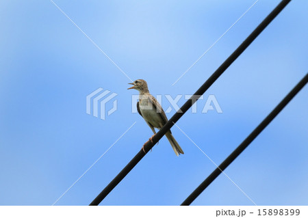 ボルネオの野鳥・ヒメマミジロタヒバリ 15898399