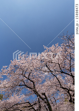 桜が満開の上野公園 桜が満開の上野公園 15898473