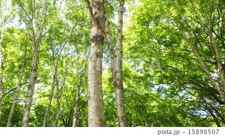 見上げ白樺２ 15898507