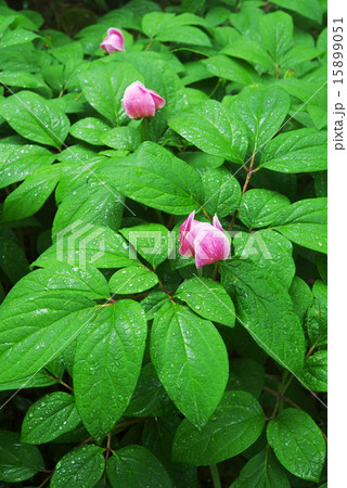 希少山野草 15899051