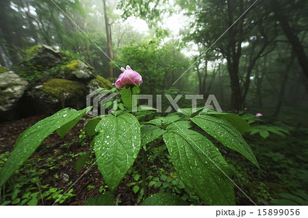 希少山野草 15899056