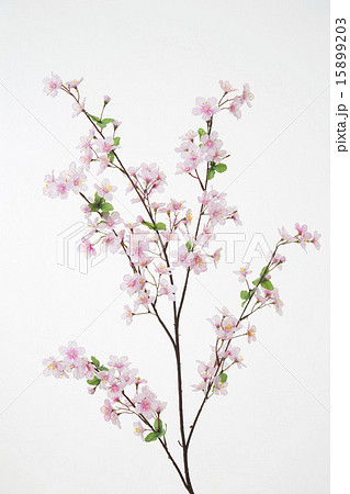造花　桜　B 15899203