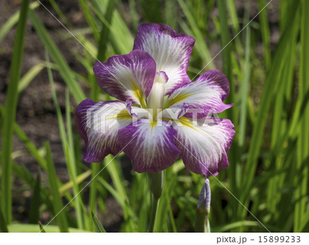 花菖蒲 15899233