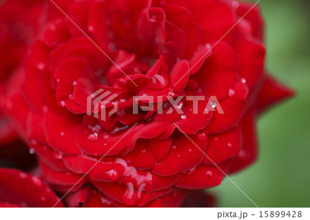 赤いバラ　ナイトタイム 15899428