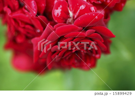 薔薇の花　ナイトタイム 15899429