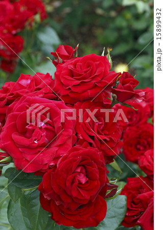 赤いバラ　ナイトタイム 15899432