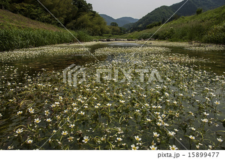満開のバイカモの花　バイカモの群生地　梅花藻と清流　兵庫県観光スポット　初夏の花　 15899477