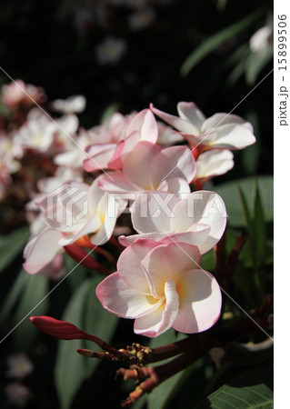 プルメリア ハワイの花 プルメリア ハワイの花 15899506
