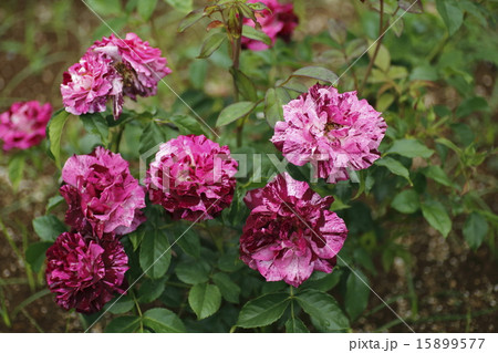 薔薇の花　パープルタイガー 15899577