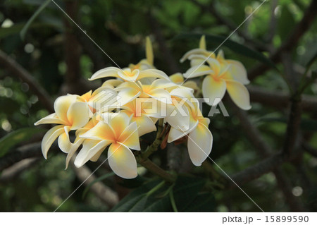 プルメリア ハワイの花 プルメリア ハワイの花 15899590